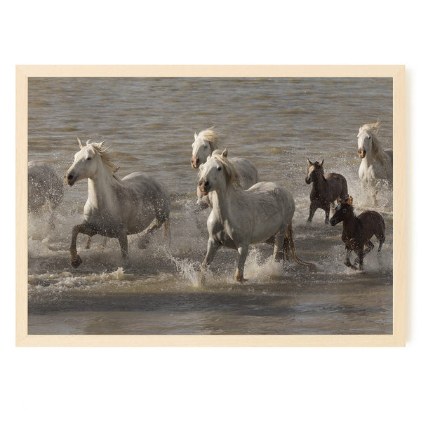 Troupeau de chevaux Camargue traversant l’étang de Ginès, près des Saintes-Maries-de-la-Mer