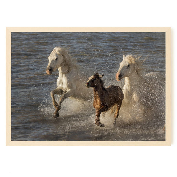 Poulain et ses parents au galop dans un étang près des Saintes-Maries-de-la-Mer