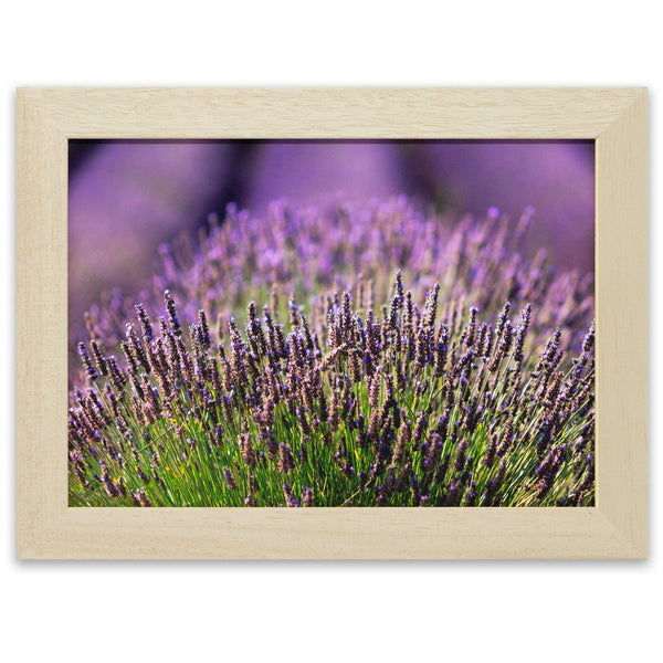 Lavandes de Provence sur le plateau de Valensole. Photographie de Vincent Recordier