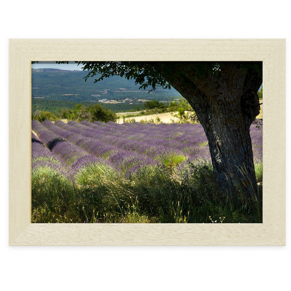 Champ de lavandes près de Ferrassières, en Drôme Provençale, photographie de Vincent Recordier