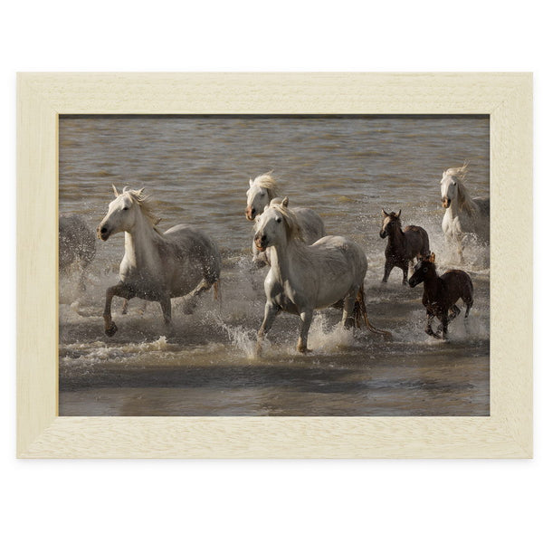 Troupeau de chevaux Camargue traversant l’étang de Ginès