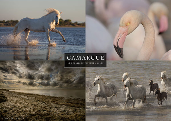 Set 4 vues de Camargue : portrait de Flamant rose, chevaux et Etang de Vaccarès