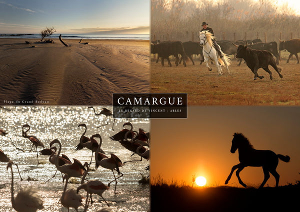 Set 4 vues de Camargue : Flamant rose, chevaux, taureau et plage du Grand Radeau