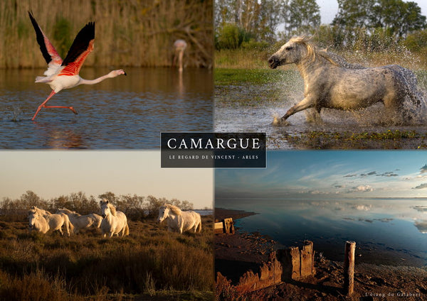 Set 4 vues de Camargue : envol de Flamant rose, chevaux et étang du Galabert