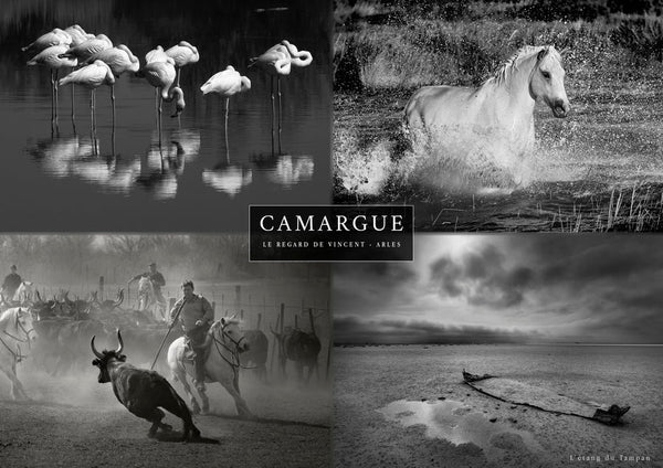 Set 4 vues de Camargue : Flamants roses, cheval, tri des taureaux et étang du Tampan en été