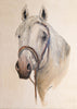 Portait d’un Cheval Camargue, reproduction d’une œuvre de Claude Legrand