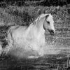 Cheval Camargue dans un étang près des Saintes-Maries-de-la-Mer