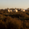 Chevaux de Camargue dans la Sansouïre