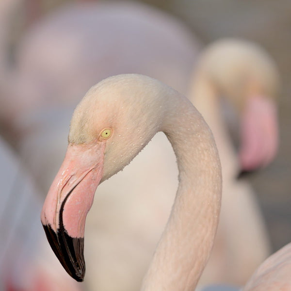 Portrait de Flamant rose en Camargue