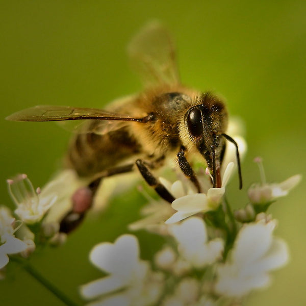 Abeille dans une forêt des Alpilles