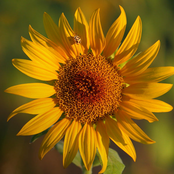 Tournesol en Provence