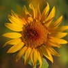 Tournesol en Provence