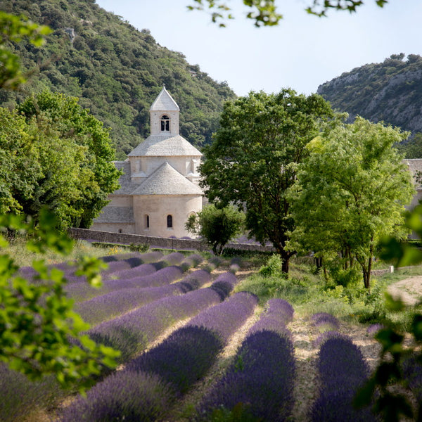 L'abbaye de Sénanque et ses lavandes en Provence