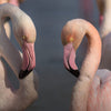 Couple de flamants roses