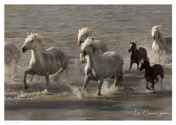 Troupeau de Chevaux Camargue traversant un étang près des Saintes-maries-de-la-Mer