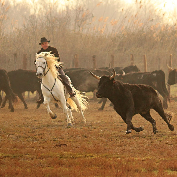 Le tri des taureaux à cheval un matin d’hiver