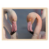 Couple de flamants roses en Camargue
