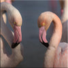 Couple de flamants roses en Camargue