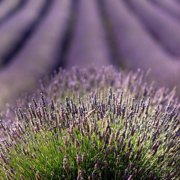 Lavandes de Provence sur le plateau de Valensole
