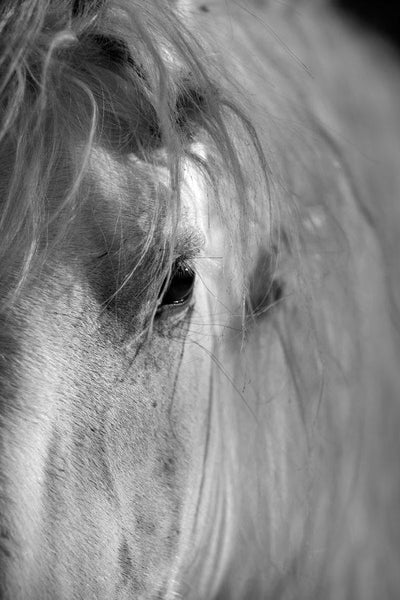 Le regard d'un Cheval Camargue