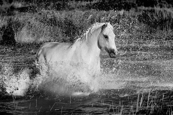 Cheval Camargue dans l'eau