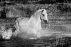 Cheval Camargue dans l'eau