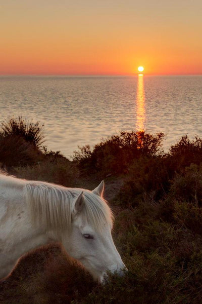 Cheval au coucher de soleil devant le Vaccarès