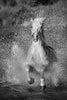 Cheval Camargue au galop dans l'eau