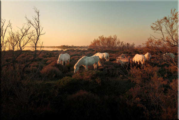 Chevaux Camargue paissant au bord du Vaccarès