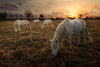 Chevaux Camargue au coucher du soleil