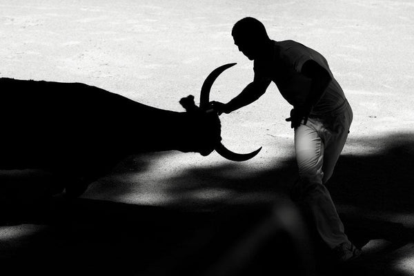 Taureau et raseteur lors d’une course camarguaise
