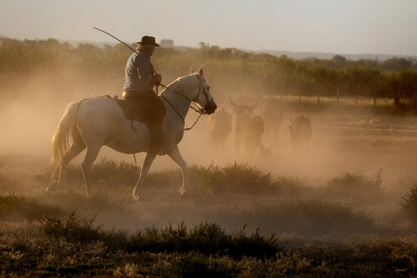 Gardians à cheval et ses taureaux en Petite Camargue