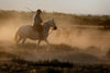 Gardians à cheval et ses taureaux en Petite Camargue