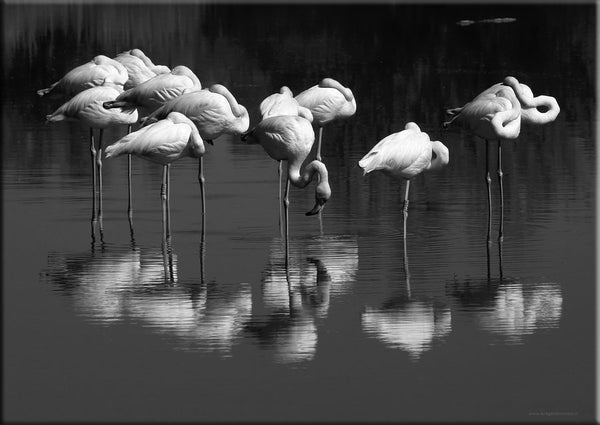 Ronde de flamants roses en Camargue