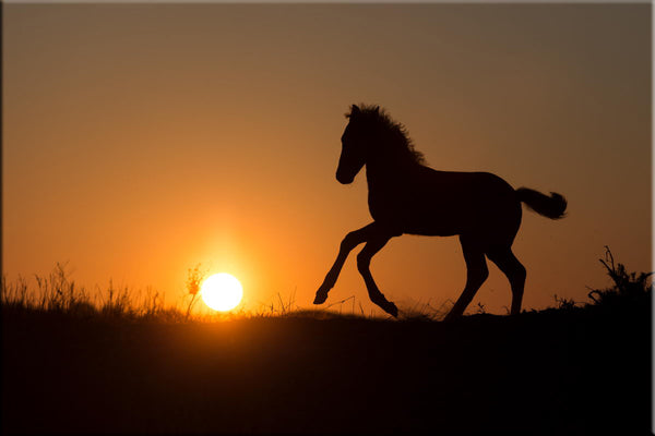 Poulain Camargue dans le levant