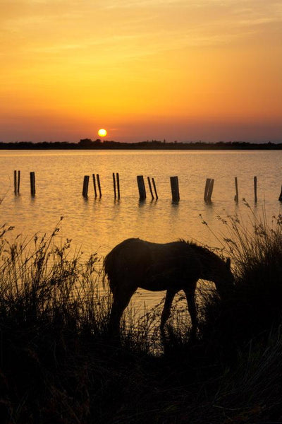 Poulain Camargue au couchant