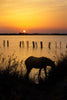 Poulain Camargue au couchant
