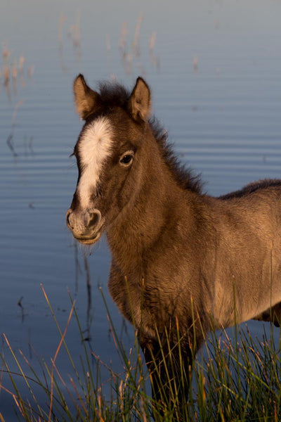 Poulain camargue dans son marais