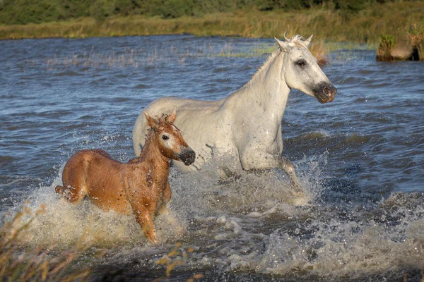 Poulain et sa mère dans l'étang