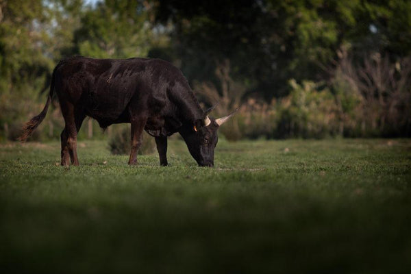 Taureaux de Camargue