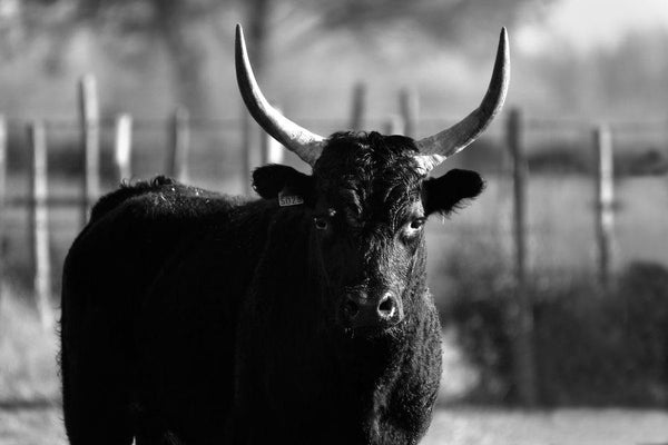 Taureaux de Camargue