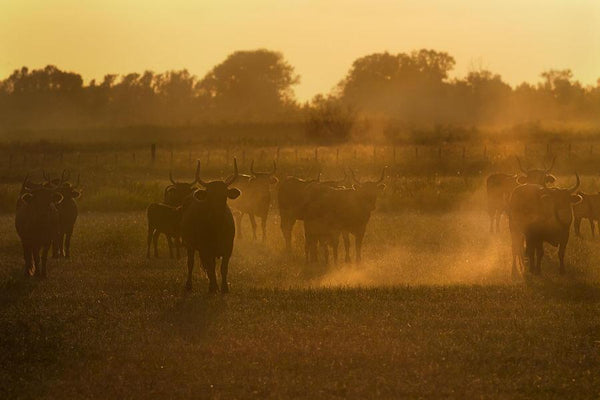 Taureaux de Camargue