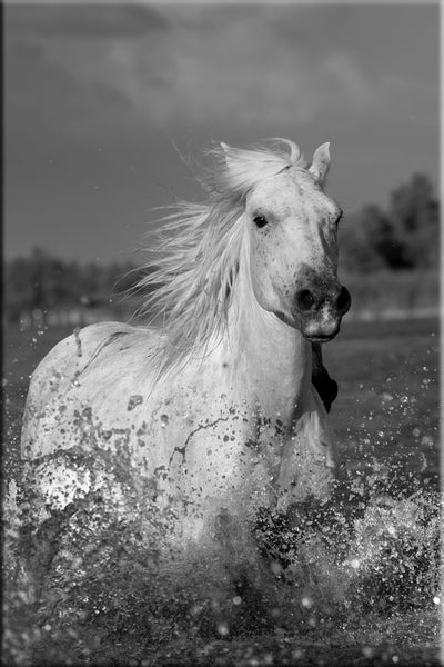 Etalon camargue au galop dans un étang