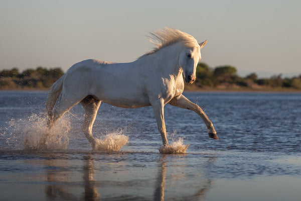 Cheval Camargue au galop dans un étang