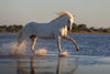 Cheval Camargue au galop dans un étang