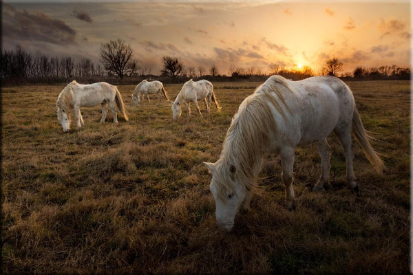 Chevaux Camargue dans le couchant