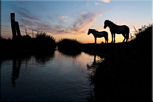 Chevaux Camargue au coucher du soleil, près de l'étang de Vaccarès.