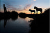 Chevaux Camargue au coucher du soleil, près de l'étang de Vaccarès.