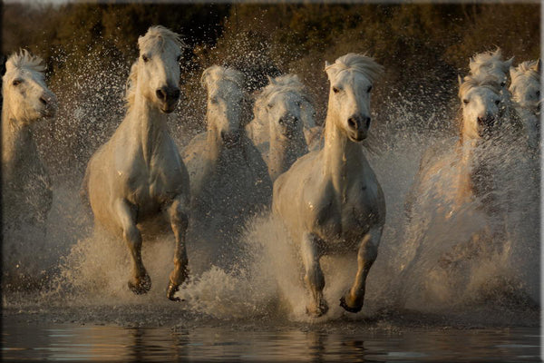 Chevaux Camargue au galop dans l'eau d'un marais.