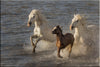 Poulain et ses parents au galop dans l'étang